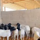 برابر متابيع