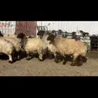 غنم نعيم دفيع فاخره