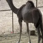 قعود للبيع