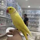 ذكر دره اصفر اليف