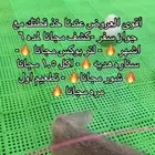 يوجد لدينا قطط للبيع