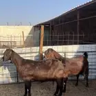 معزا قبرصيات ( تم البيع )