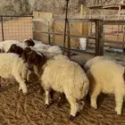 ذبايح نعيمي بلدي