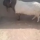 فحل بورقت بيور