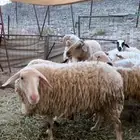 اغنام العساف الفلسطينية النادرة