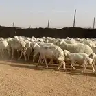 غنم حريات صنف