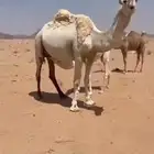 ناقه حدره حواره على عليان