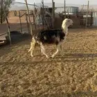 مشروع فحل وشاه نجديه
