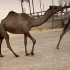 بكره صفرا وبكره وضحى حقايق