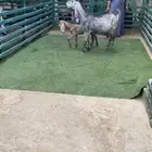 عنز جرم طيب متبع بجفره