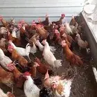 دجاج بلدي فواتح