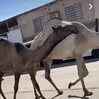 البكار الدبيانيات