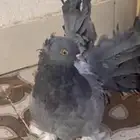 حمام رقصي وذكر تركي للبيع