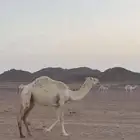 للبيع بكره عونية كفو