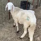 خروف سويكلي ... العمر  خمسة شهور