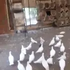 حمام فرنسي ابيض احجام جامبو