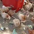 صيصان للبيع