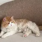 بسه او قطه