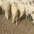 سواكني شبيه الحري مرابي فل شحم ولحم