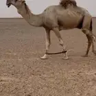 بعيرتمامي كفو
