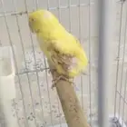 انثى دره هولندي