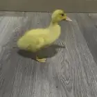 بطه مع القفص هدية لطيفة وحبوبة