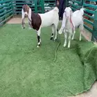 جذعات جروم طيبه