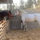 خيل حار طرب