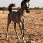 مهر واهو