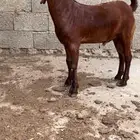 مشروع فحل ادهم فاخر تم البيع