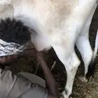 ماشاء الله بقره تحتها حسيلة هداوة
