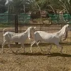 معزا مطوره مشروكه