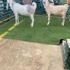 جروم فاخره قريبات يولدن