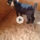 يوجد تيوس منادي