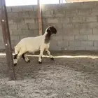 خروف طيب