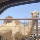 ناقه ضروب العمر أم رابع رقم الجوال