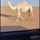 لقحه وضحاء باتليه كفو السن سدس