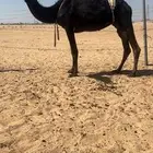 ضروبه مجهم غرابيه كفوو