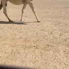 لقحه كفو رمانيه