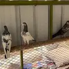 حمام باكستاني