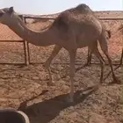 قعود للبيع