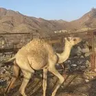 قعود