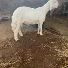 مشروع فحل حري خصم الخصم راس كارثه