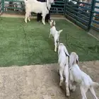 عنز متبع بثلاثه