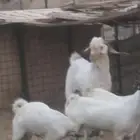 تيس فحل ابرص صنف سنه سدس