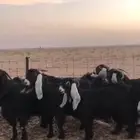 معزا للبيع