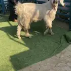 فحل جذع مصري