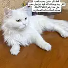 بسه