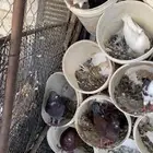 حمام كنق وفرنسي