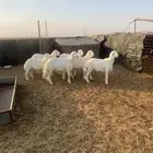 مشاريع فحول حريات نوادر النوادر ..